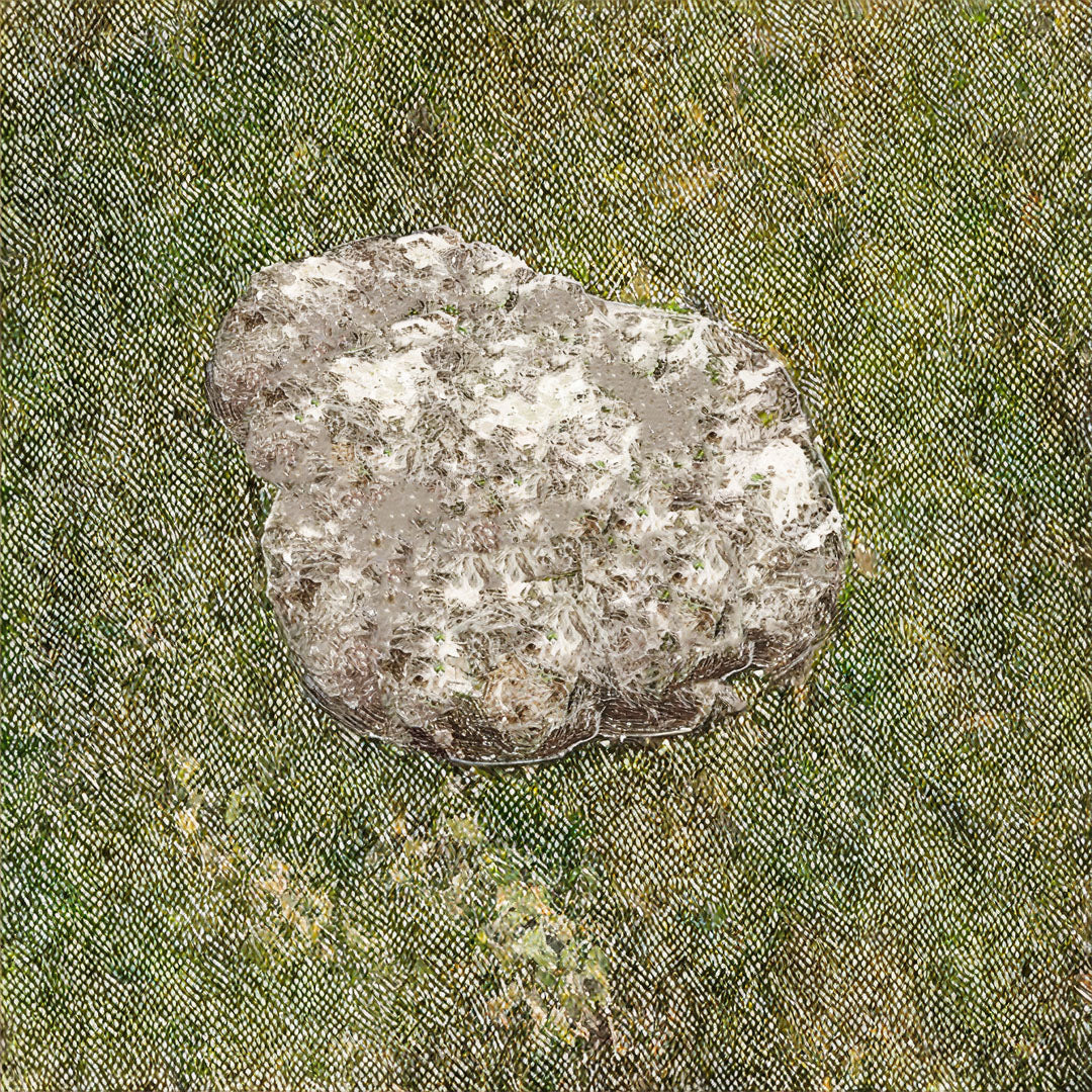 Baumpatenschaft 03 | Trüffel | Alba Weiß | Tuber Magnatum