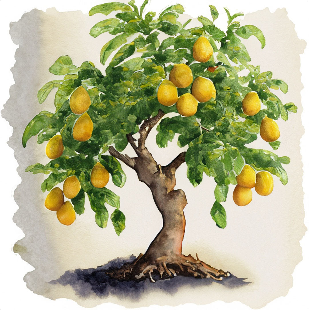 Baumpatenschaft | Yuzu Baum |