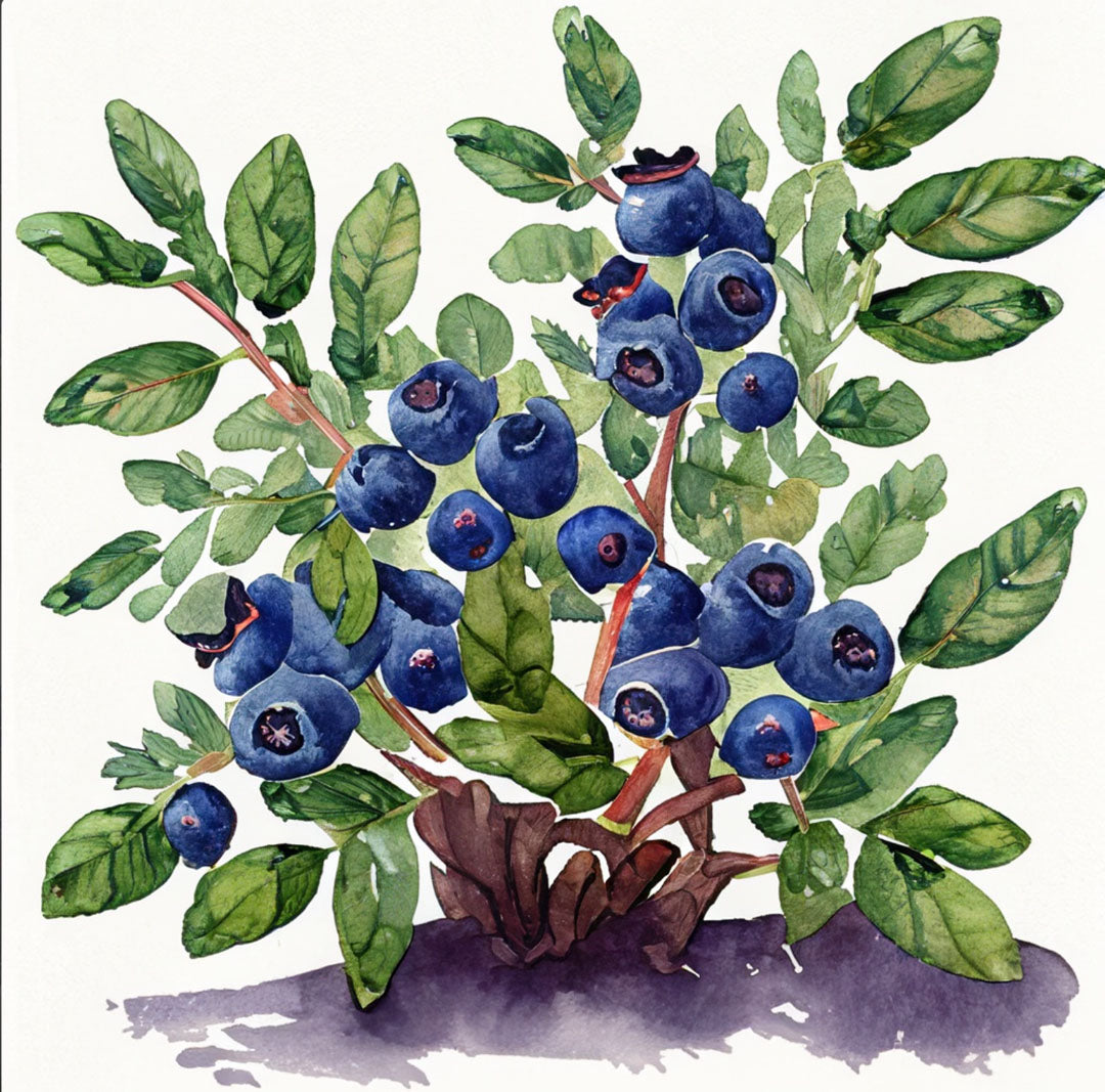 Strauchpatenschaft |Heidelbeere | Blaubeere