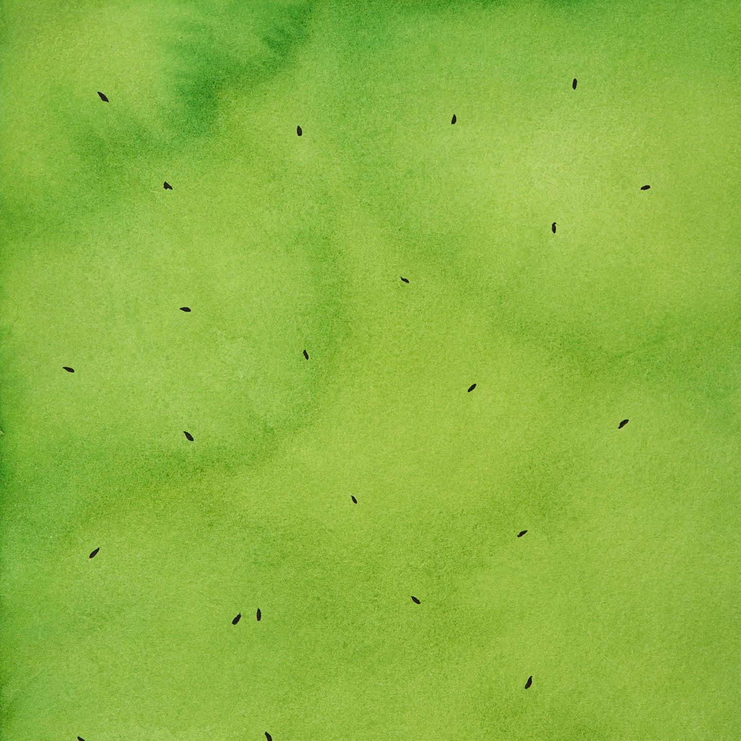 Rebenpatenschaft |Kiwi | Rebe