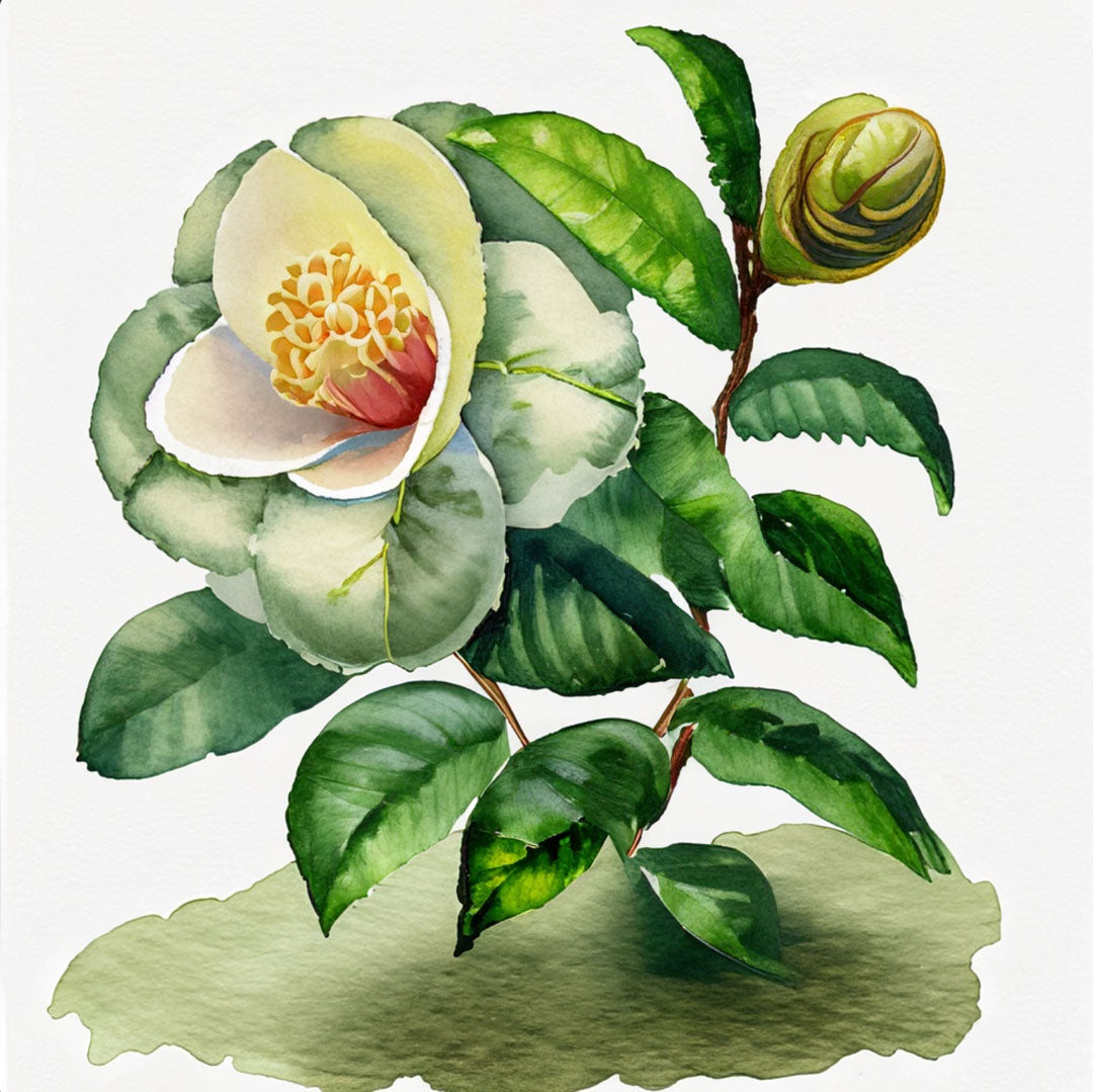 Teepatenschaft | Camellia Sinensis| Grün Teestrauch