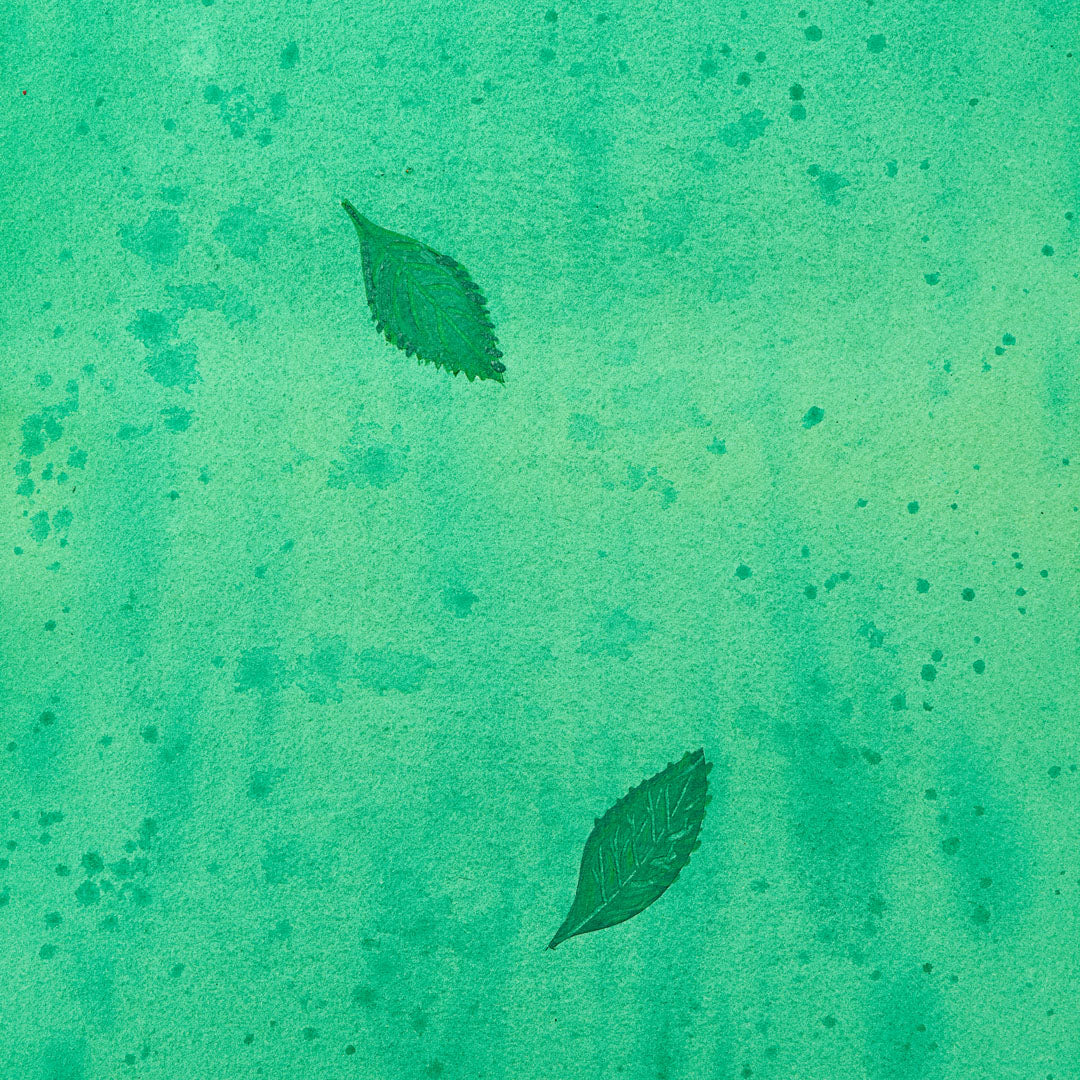 Teepatenschaft | 1m x 1m Minze | Pfefferminze