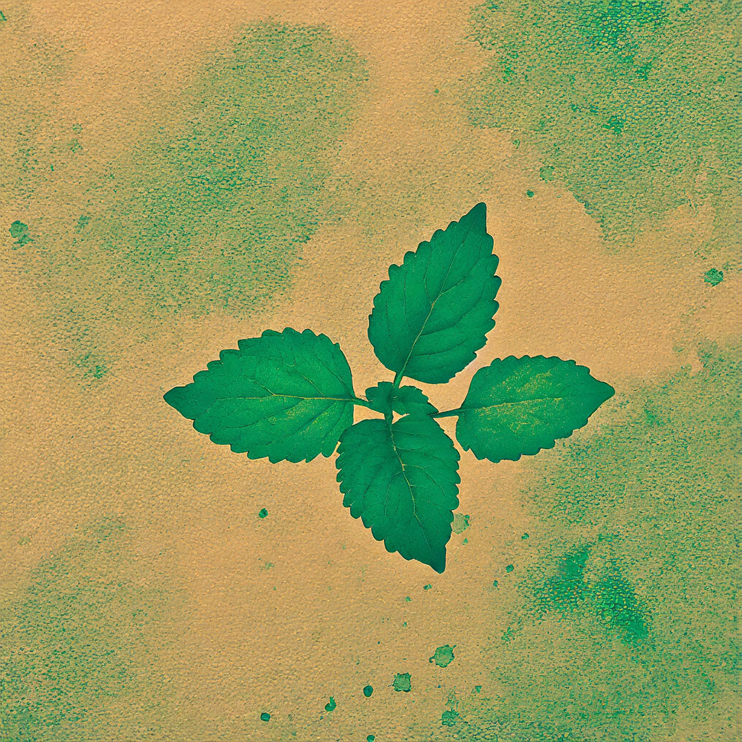 Teepatenschaft | 1m x 1m Minze | Ricola Minze