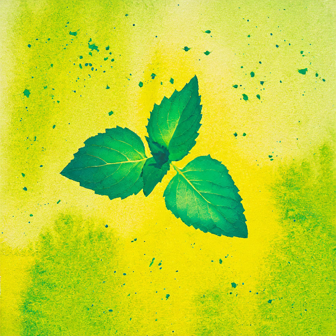 Teepatenschaft | 1m x 1m Minze | Marokkanische Minze |Nanaminze