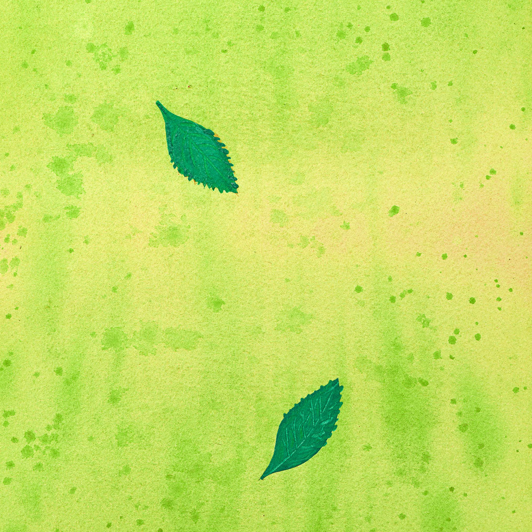 Teepatenschaft | 1m x 1m Minze | Mojitominze
