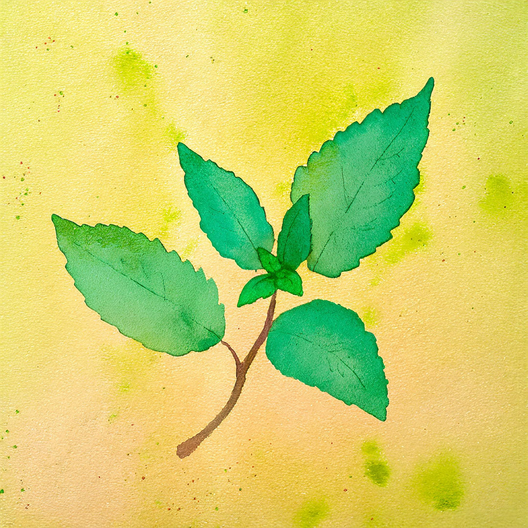 Teepatenschaft | ½m x ½m | Minze | Bergamotte