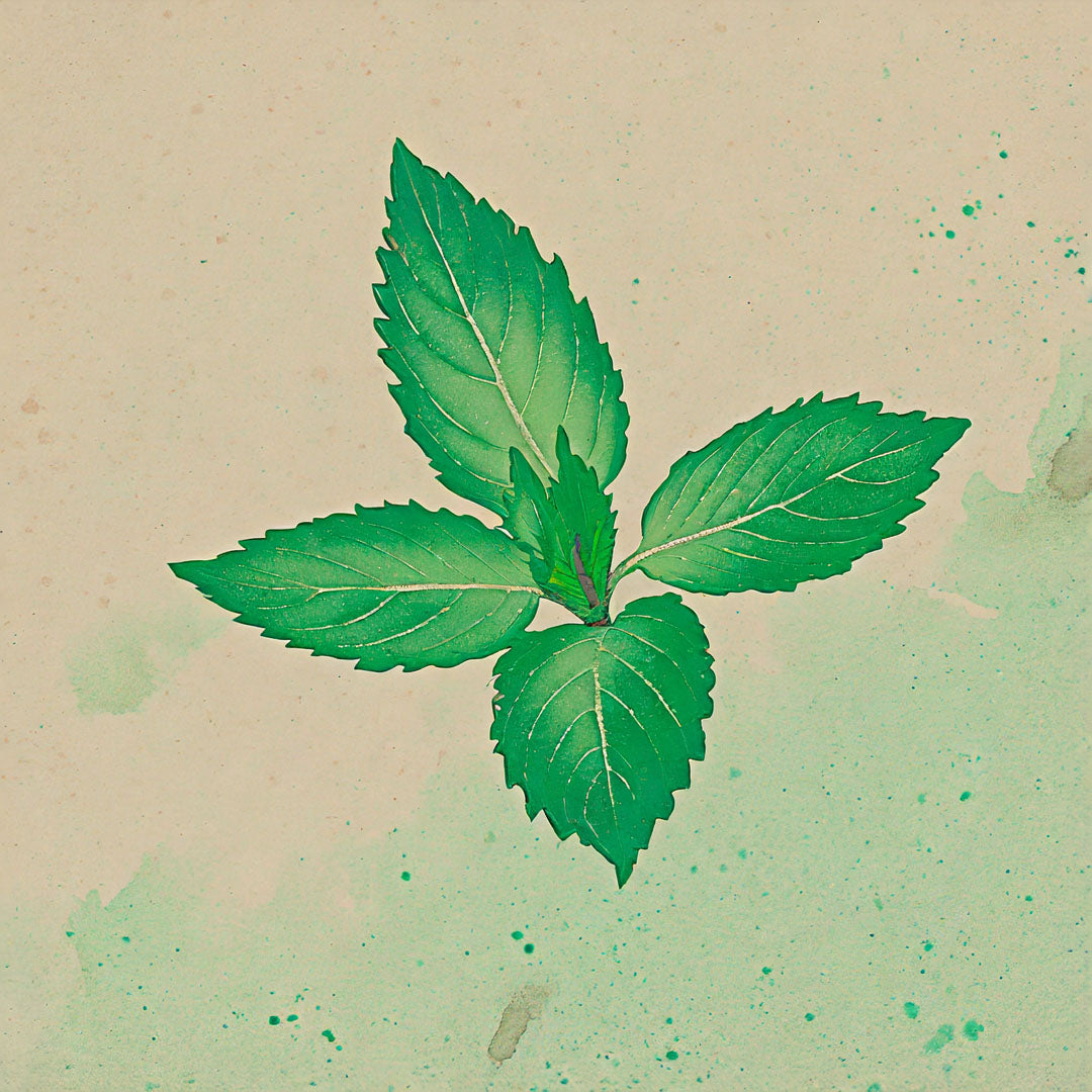 Teepatenschaft | 1m x 1m Minze | Apfelminze