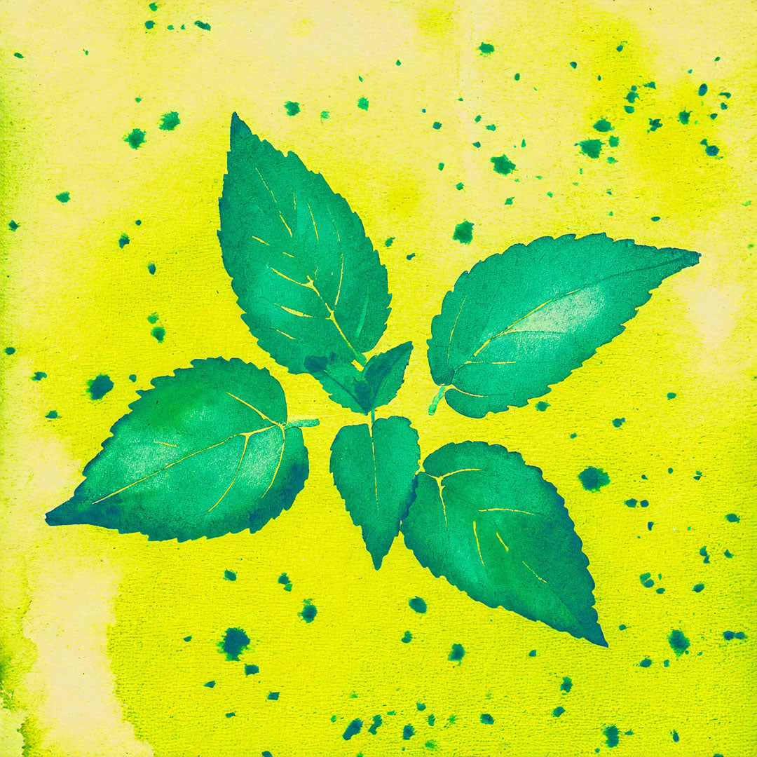 Teepatenschaft | 1m x 1m Minze | Zitronenminze