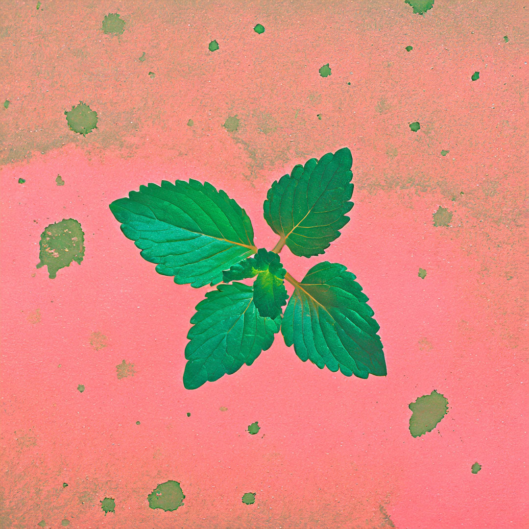 Teepatenschaft | 1m x 1m Minze | Erdbeerminze