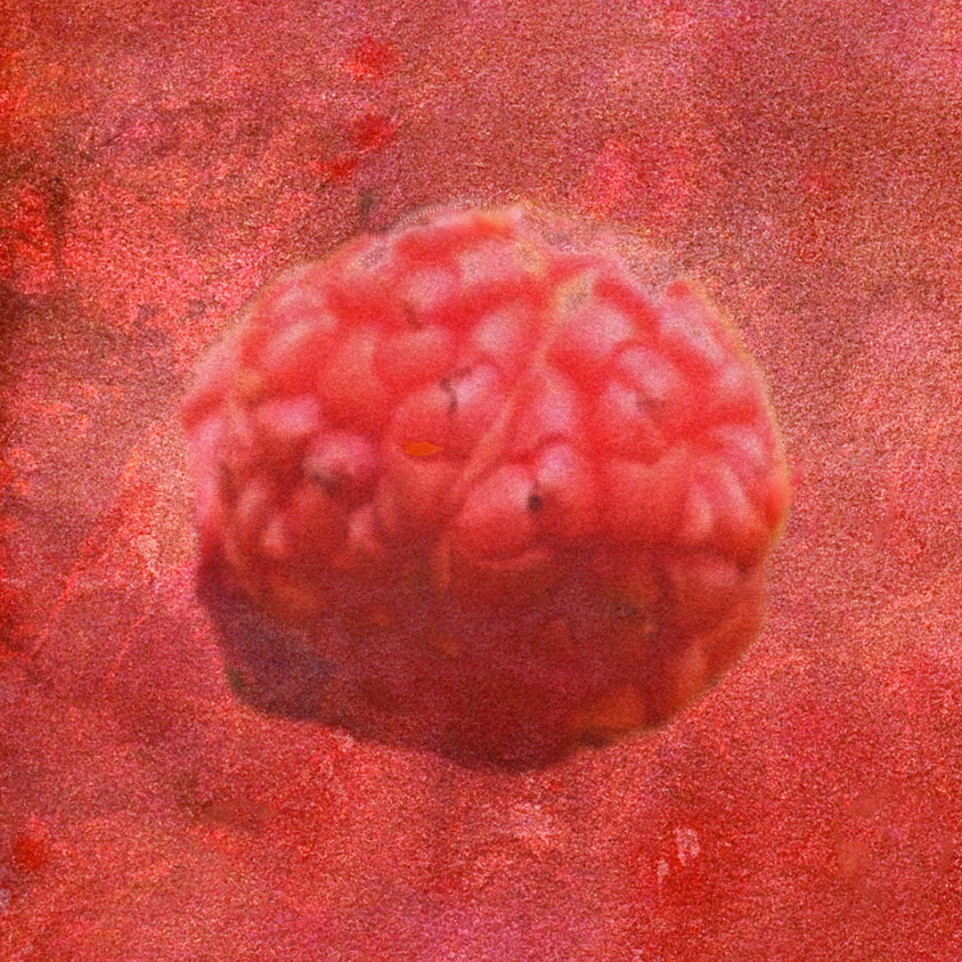 Baumpatenschaft | Chefruchtbaum | Seidenraupenbaum