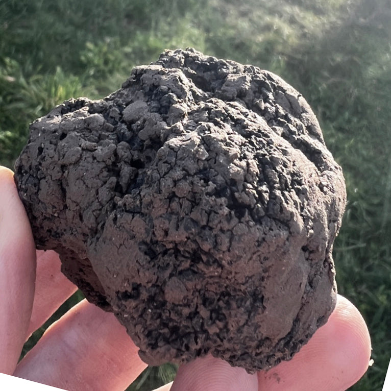 Baumpatenschaft 01 | Trüffel | Burgunder | Schwarz | Tuber Aestivum