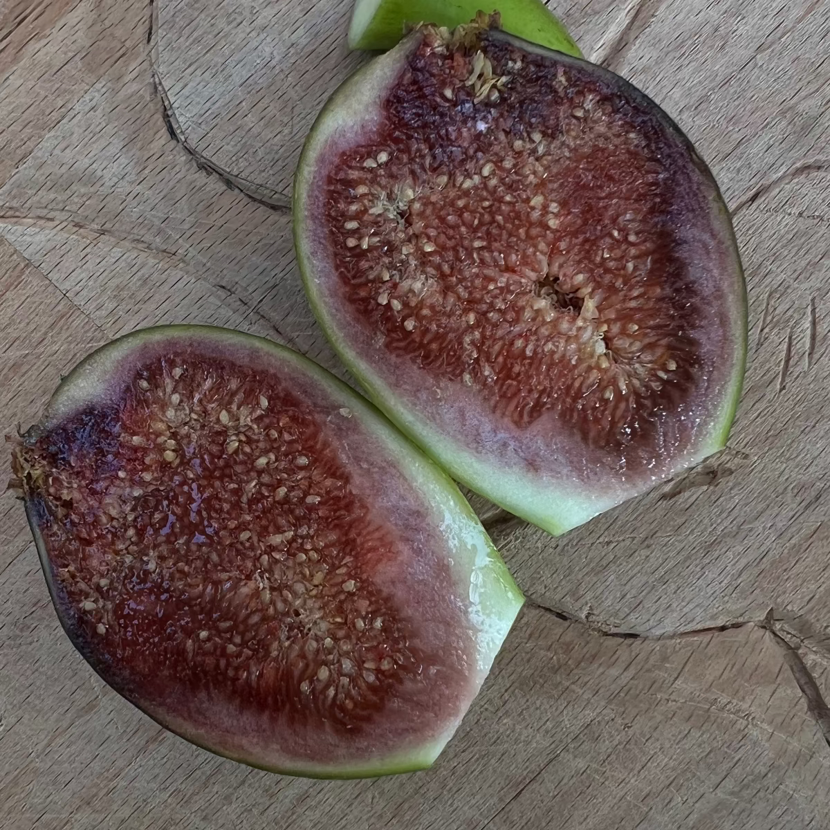 Baumpatenschaft | Feigenbaum |