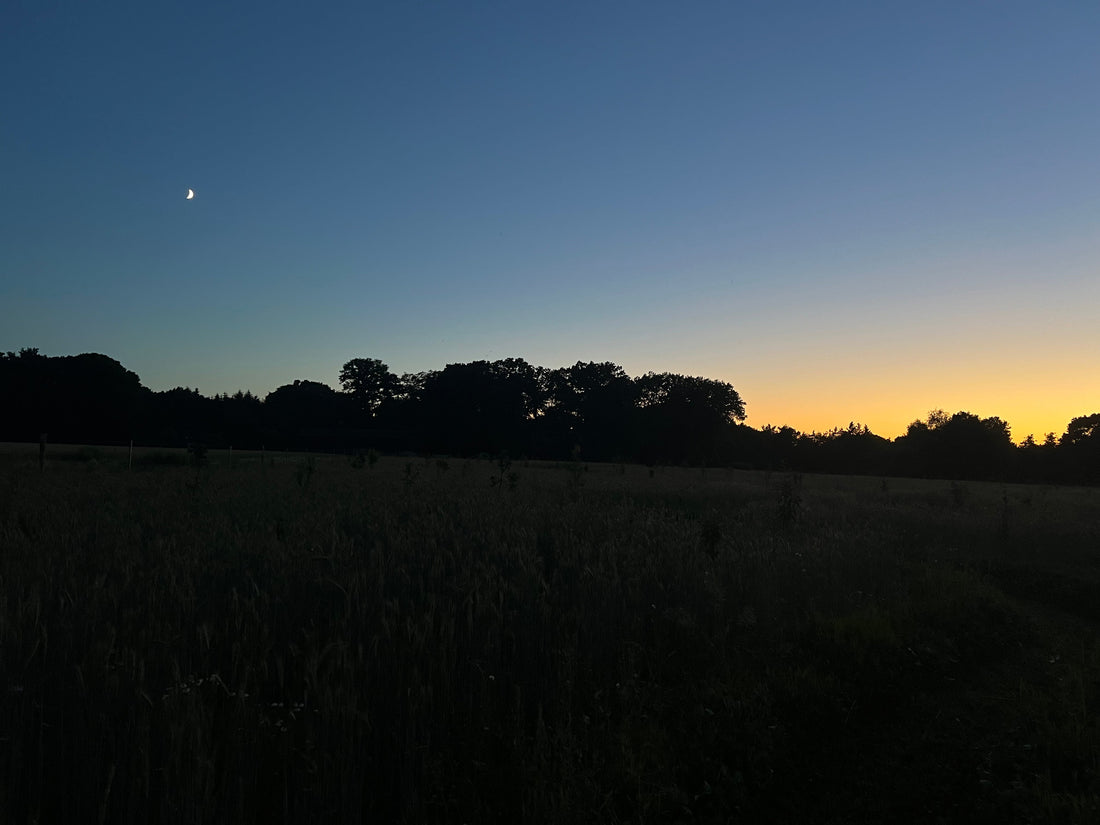 Eine Götterdämmerung | Ein stiller Übergang