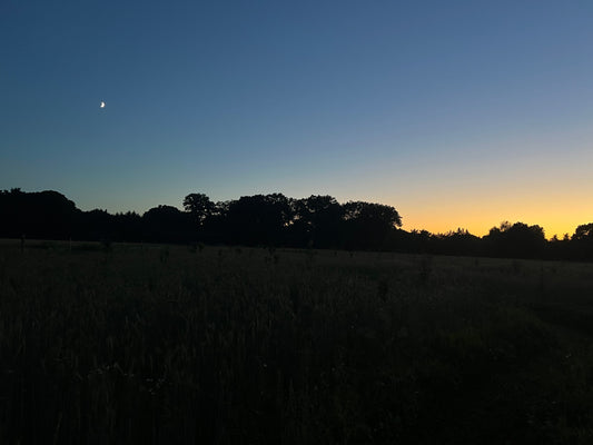 Eine Götterdämmerung | Ein stiller Übergang