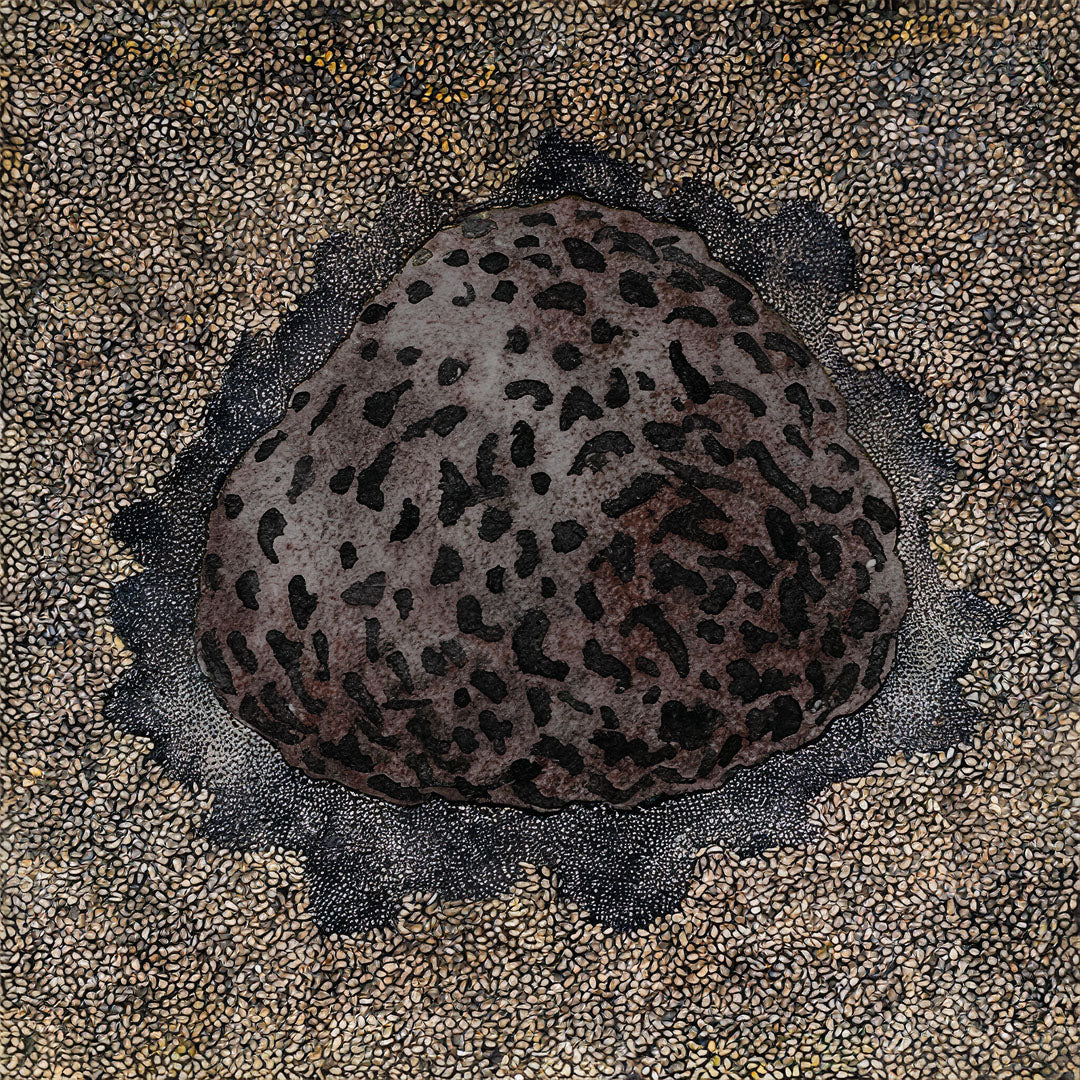 Baumpatenschaft 02 | Trüffel | Périgord Schwarz | Tuber Melanosporum