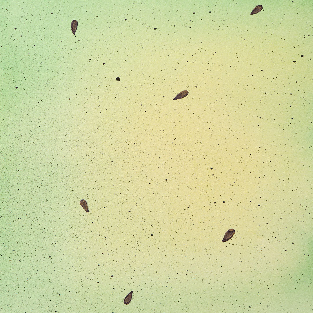 Baumpatenschaft | Birnbaum | Nashi