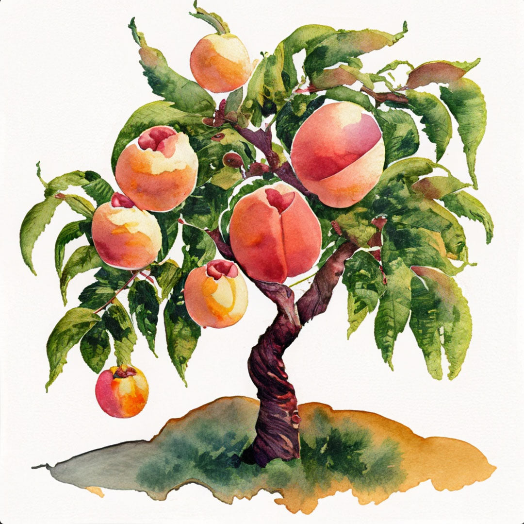 Baumpatenschaft | Pfirsichbaum |