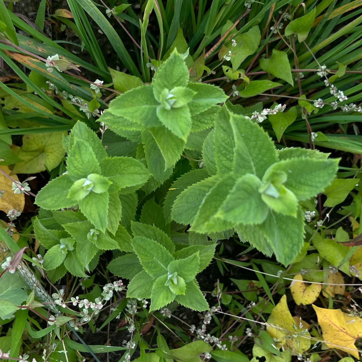 Teepatenschaft | 1m x 1m Minze | Apfelminze