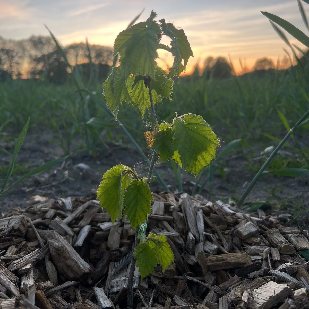 Baumpatenschaft 01 | Trüffel | Burgunder | Schwarz | Tuber Aestivum