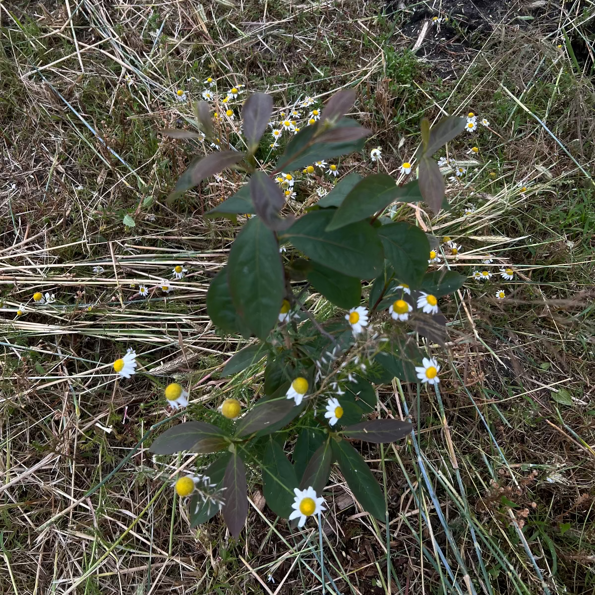 Baumpatenschaft | Kakibaum | Persimone