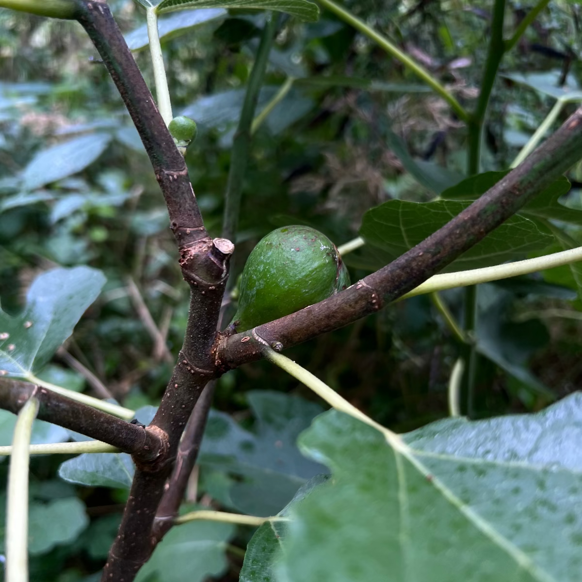 Baumpatenschaft | Feigenbaum |