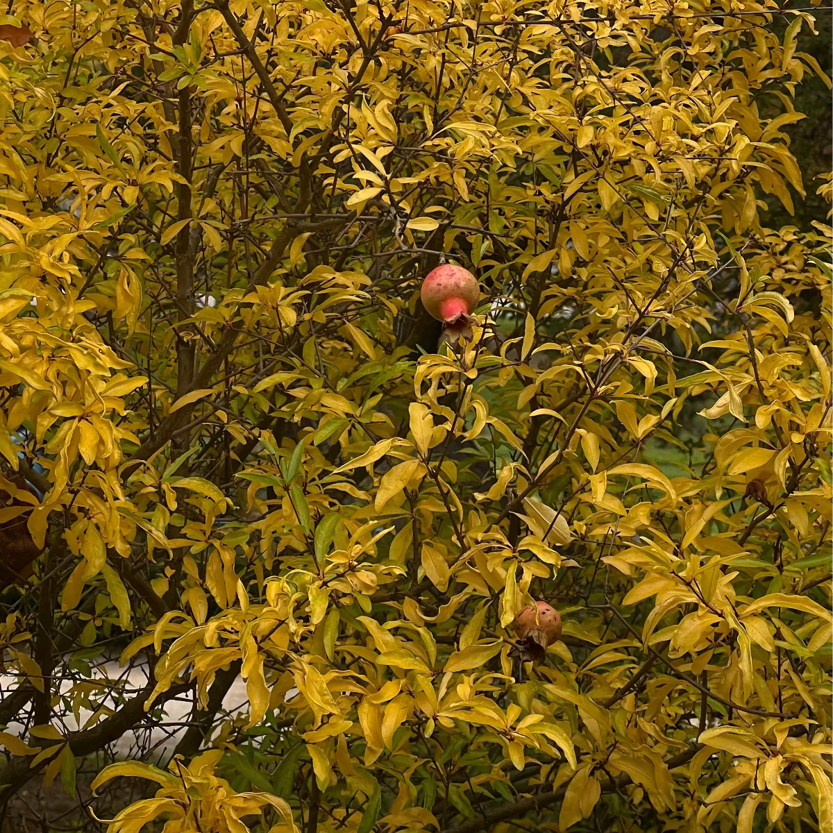 Baumpatenschaft | Granatapfelbaum |
