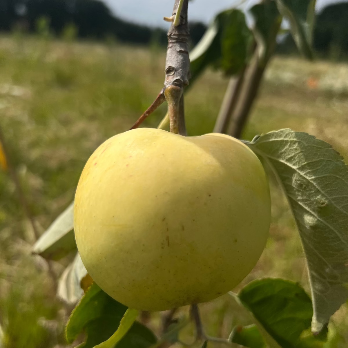 Baumpatenschaft | Apfelbaum  | Gelbschalig