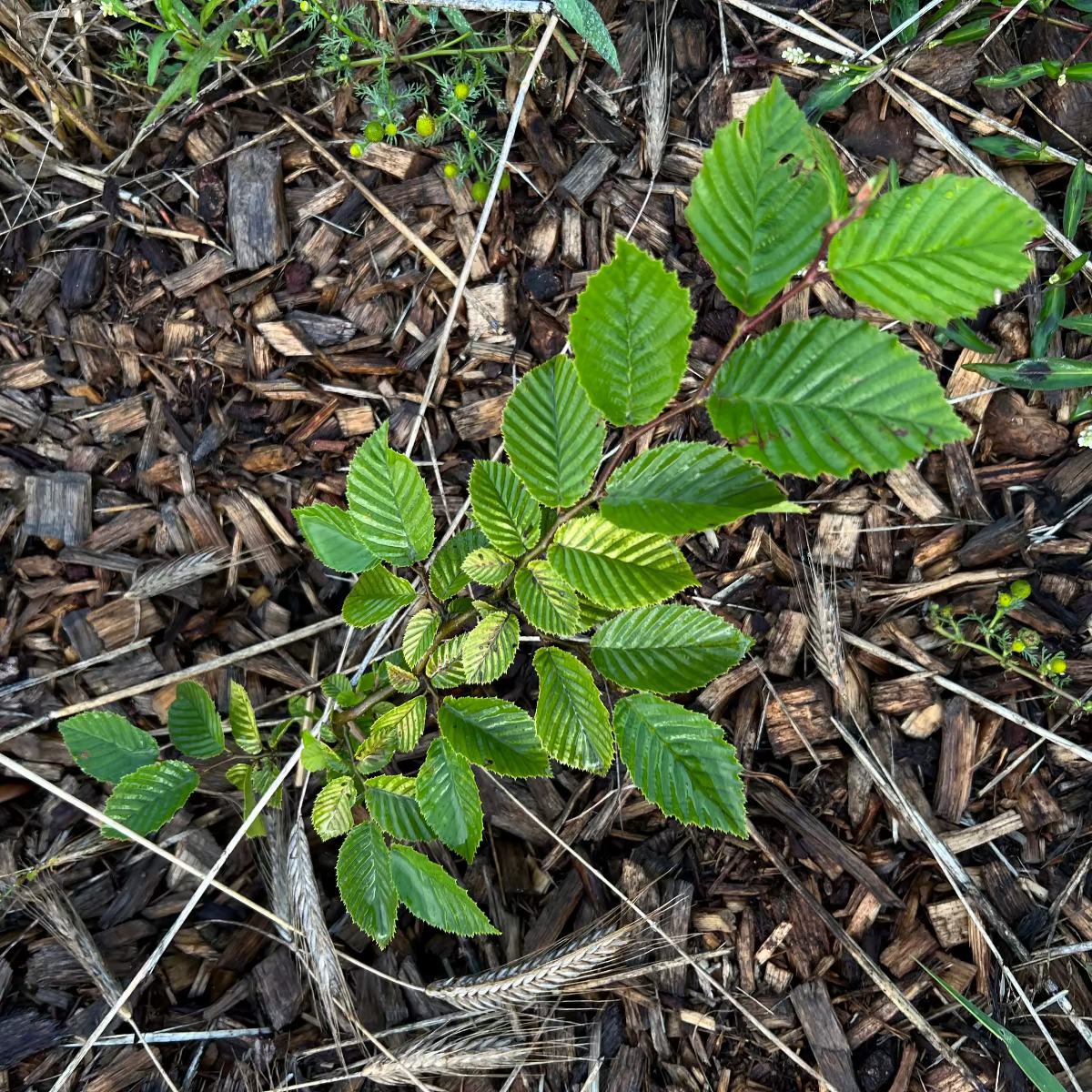 Baumpatenschaft 02 | Trüffel | Périgord Schwarz | Tuber Melanosporum