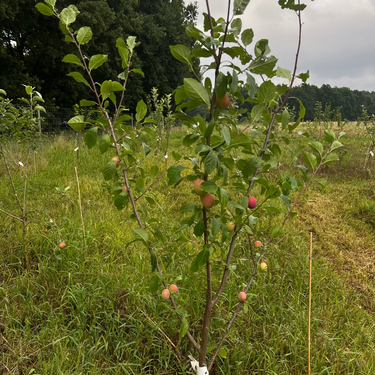 樹木認養 | 李子樹 | 紫羅蘭綠
