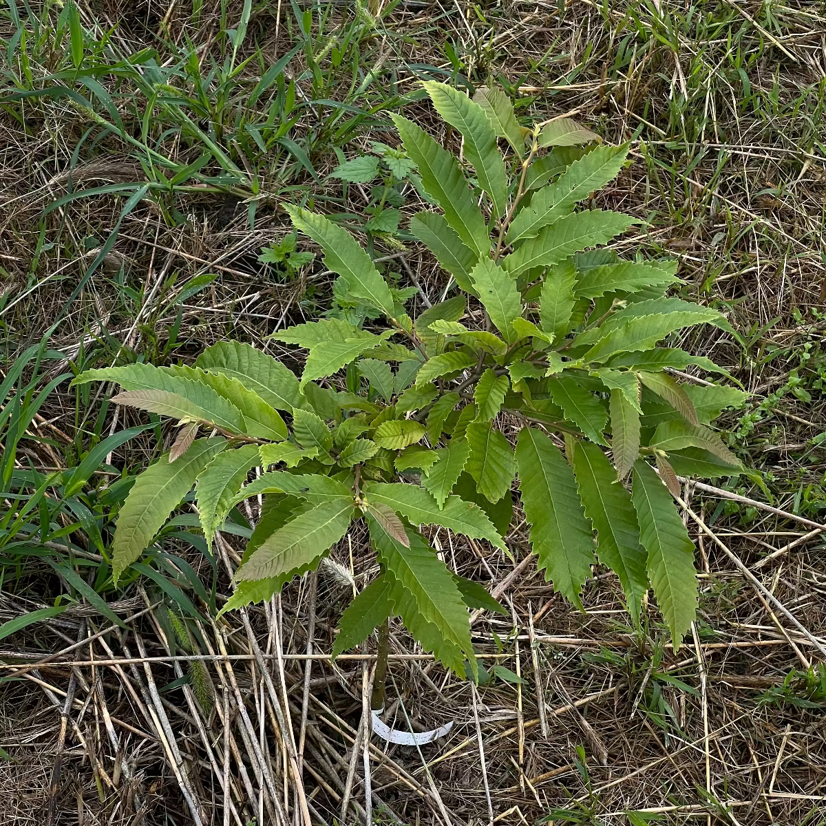 Baumpatenschaft 04 | Trüffel | Weiß | Tuber borchii | Frühlingstrüffel