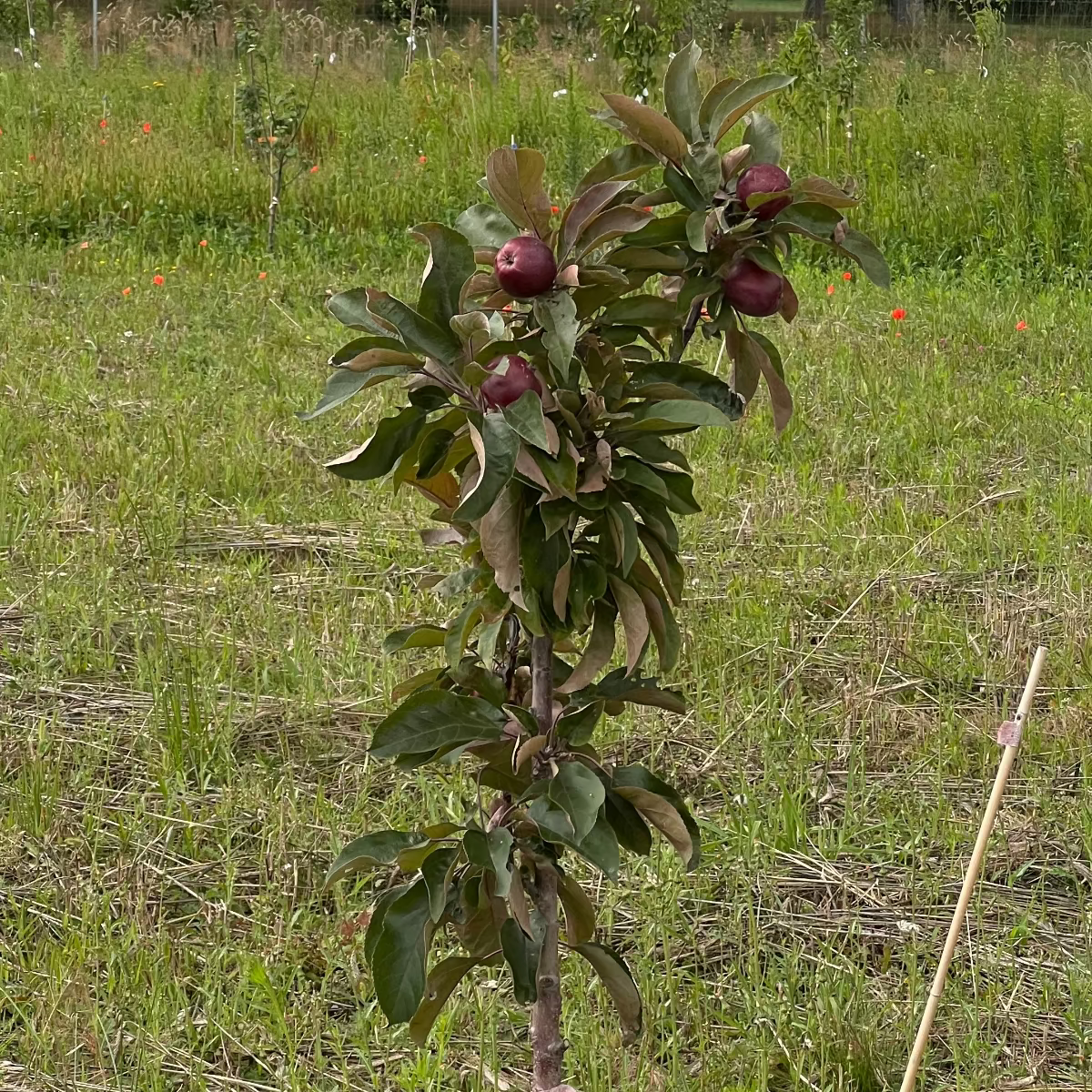 Baumpatenschaft | Apfelbaum | Rotfleischig