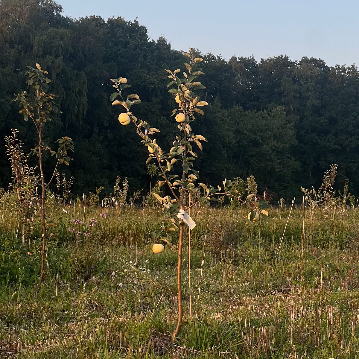 Baumpatenschaft | Apfelbaum  | Gelbschalig