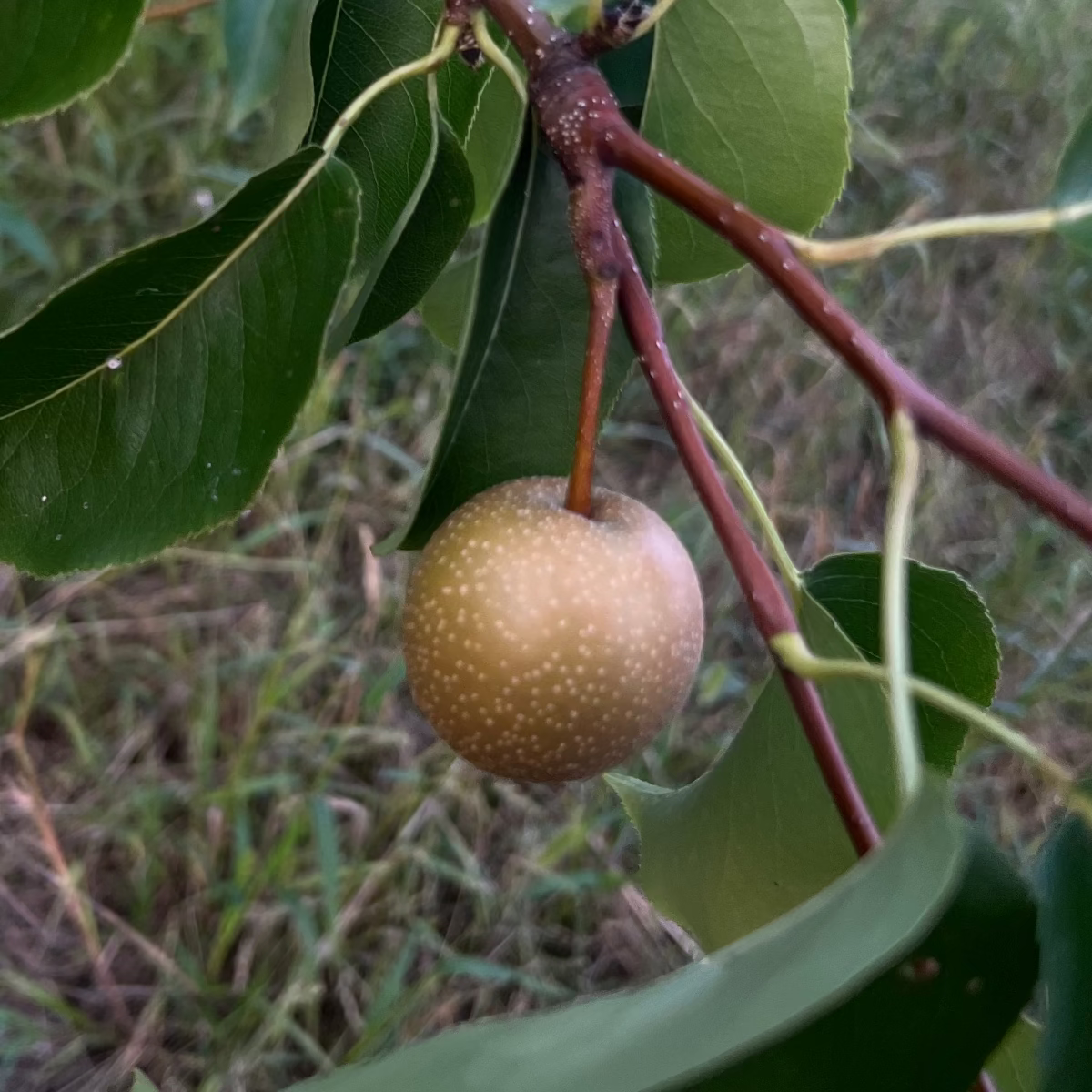 Baumpatenschaft | Birnbaum | Nashi