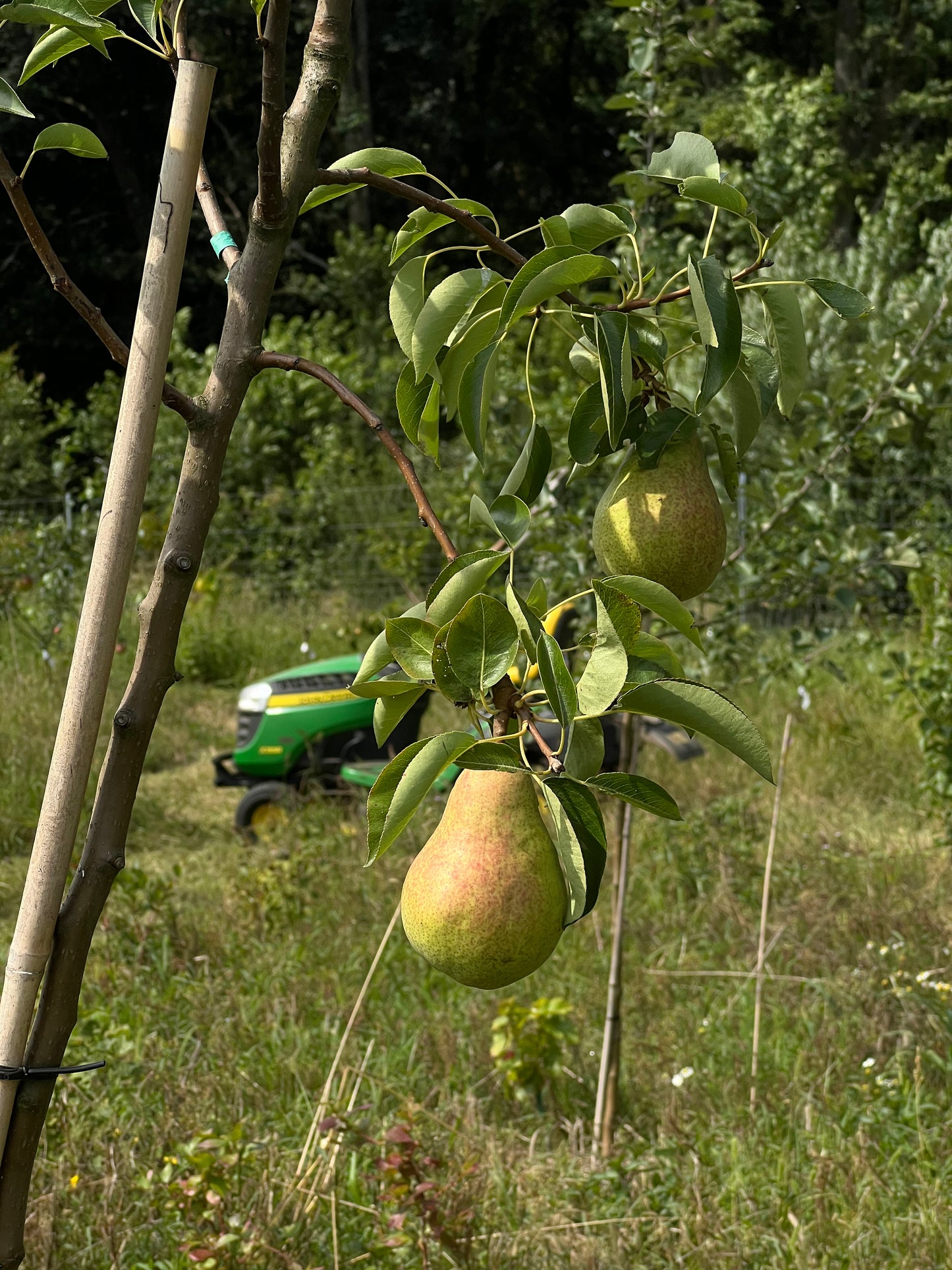 Baumpatenschaft | Birnbaum | Williams Christ