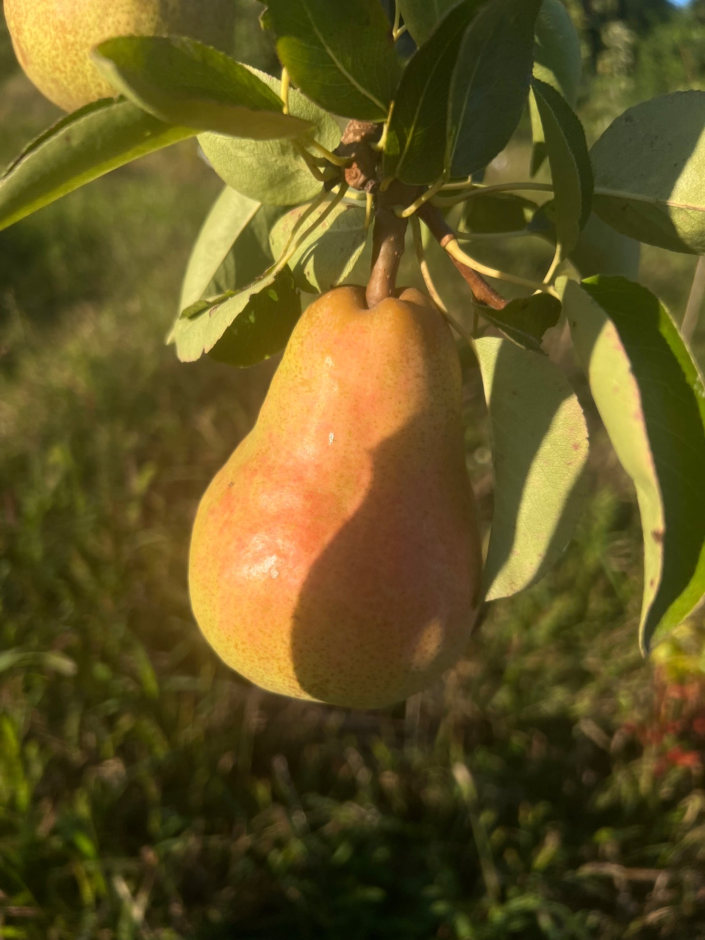 Baumpatenschaft | Birnbaum | Williams Christ