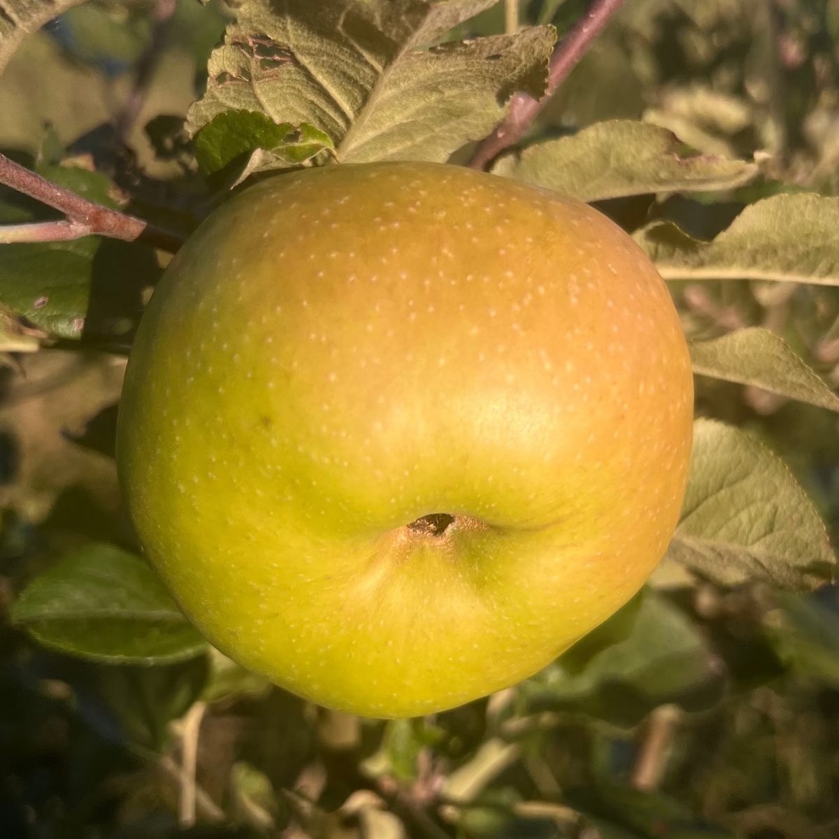 Baumpatenschaft | Apfelbaum | Divers & Grünschalig
