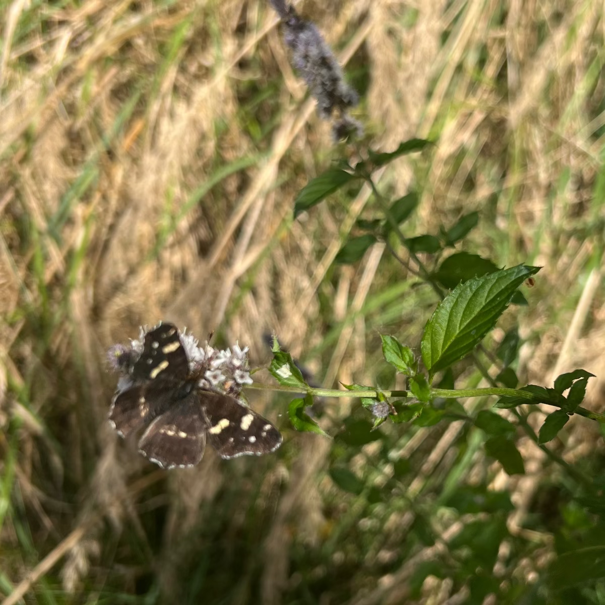 Teepatenschaft | 1m x 1m Minze |  Marokkanische Minze |Nanaminze