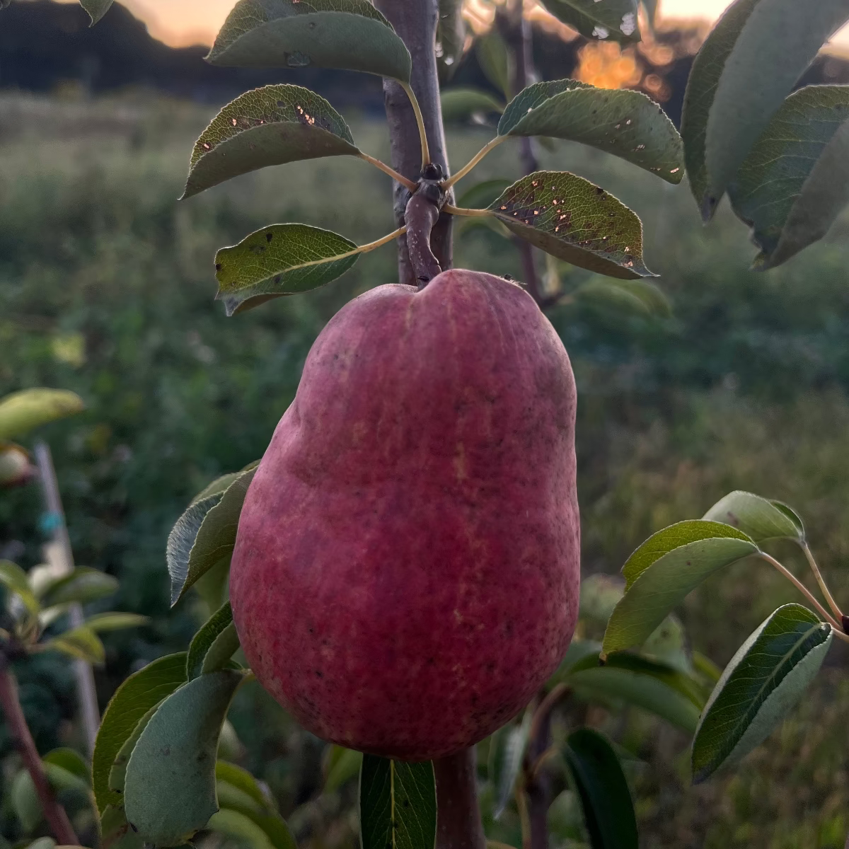 Baumpatenschaft | Birnbaum | Rote Williams Christ