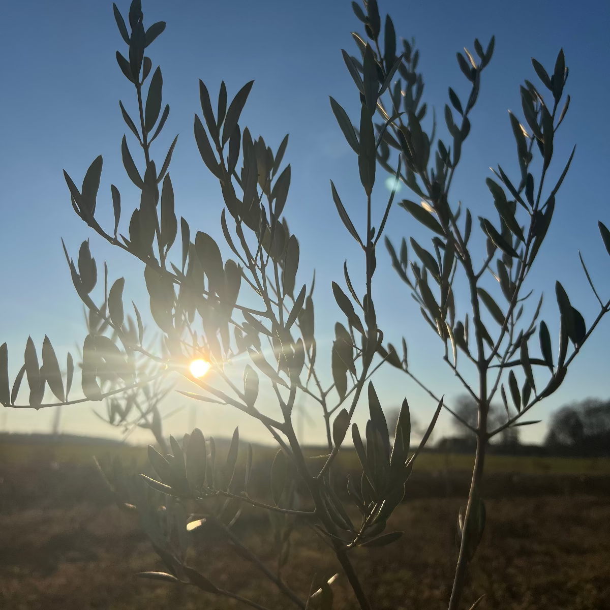 Baumpatenschaft | Olivenbaum | Leccino