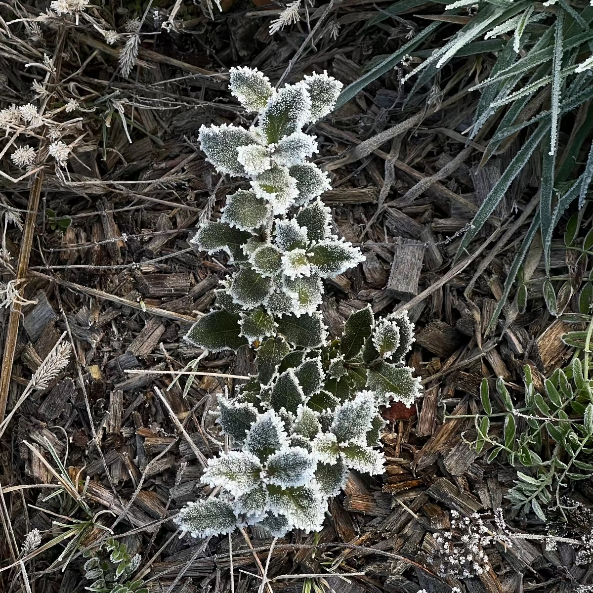 Baumpatenschaft 02 | Trüffel | Périgord Schwarz | Tuber Melanosporum