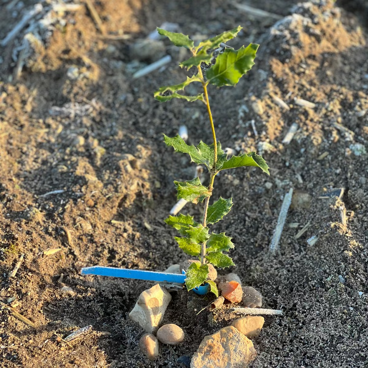 Baumpatenschaft 02 | Trüffel | Périgord Schwarz | Tuber Melanosporum
