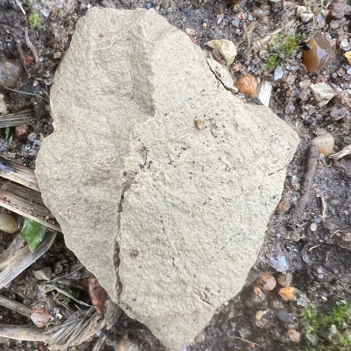 Baumpatenschaft 02 | Trüffel | Périgord Schwarz | Tuber Melanosporum