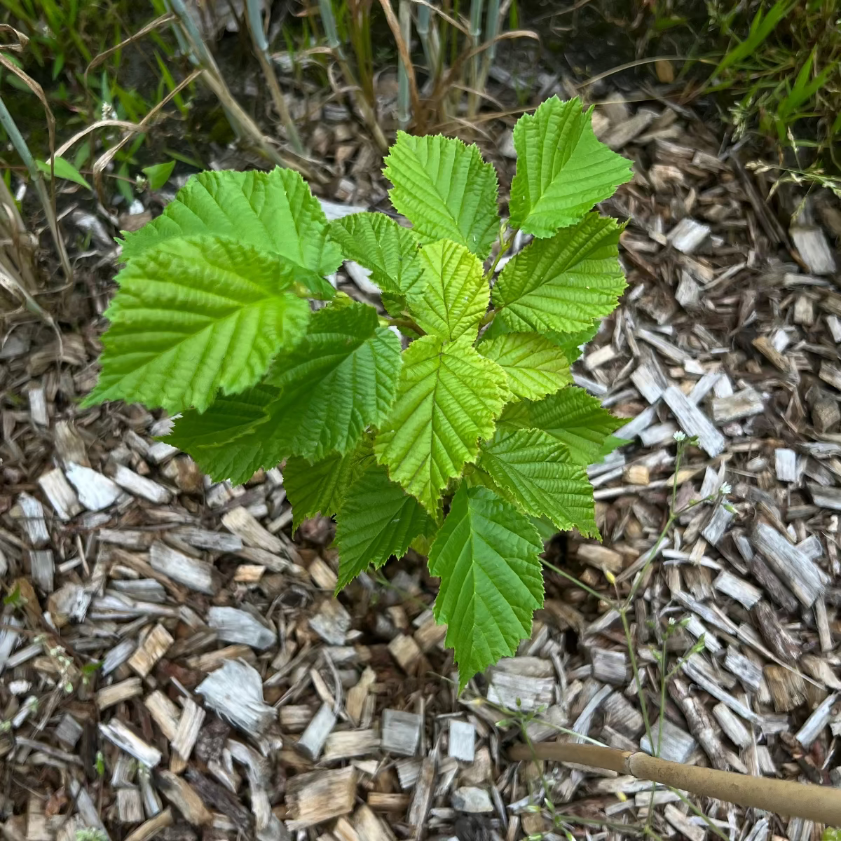 Baumpatenschaft 01 | Trüffel | Burgunder | Schwarz | Tuber Aestivum