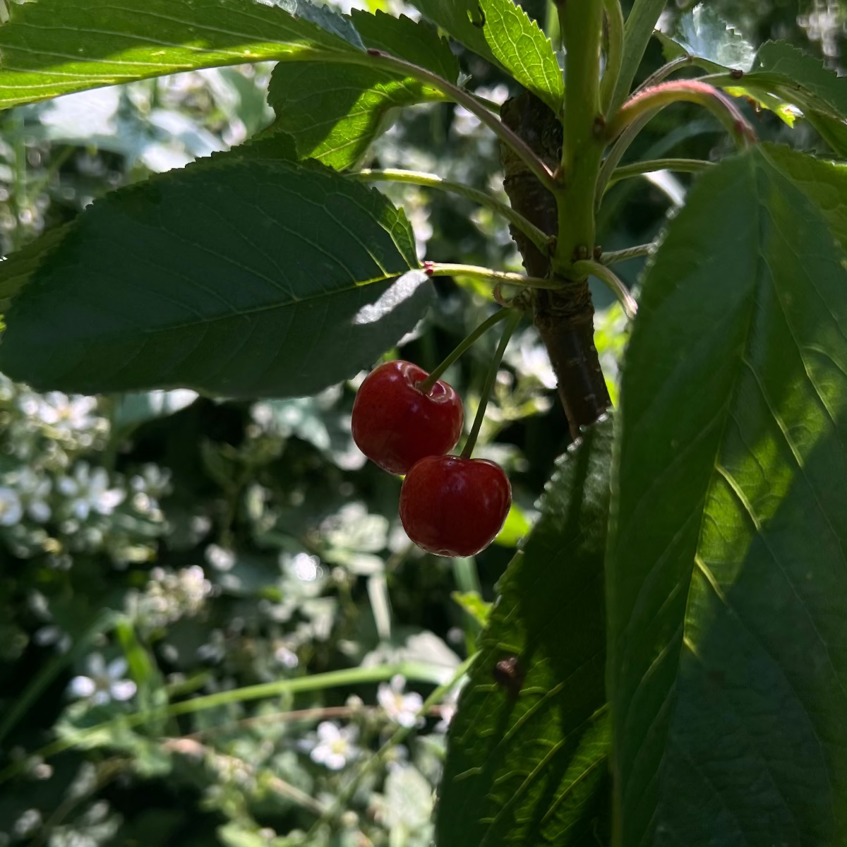 Baumpatenschaft | Kirschbaum | Süßkirsche