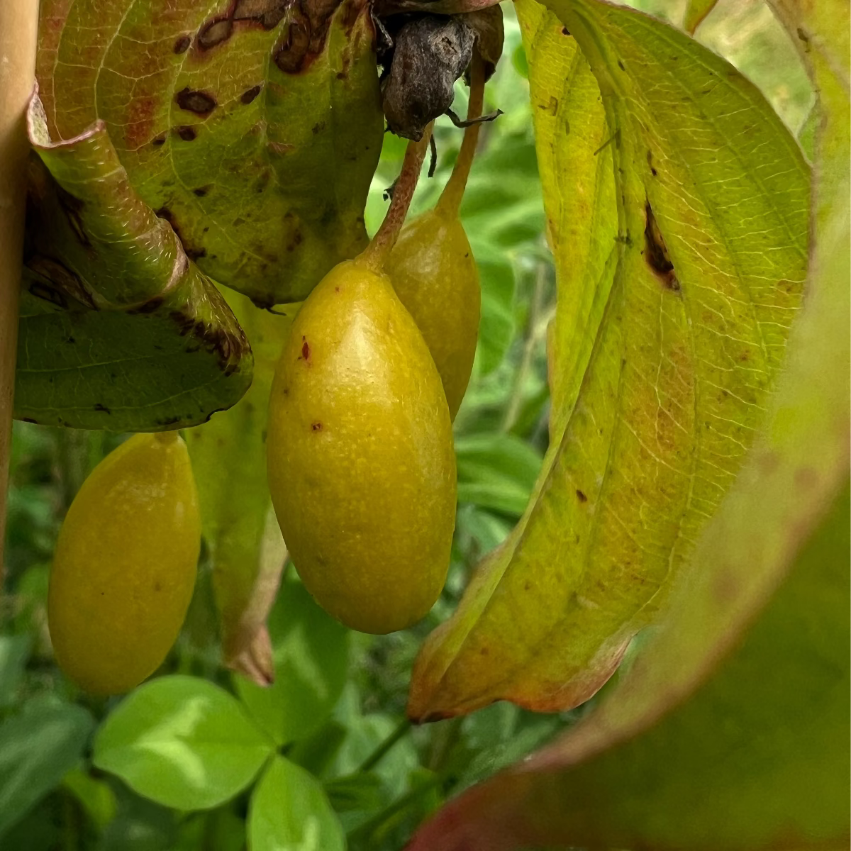 Tree sponsorship | Cherry tree | Cornelian cherry