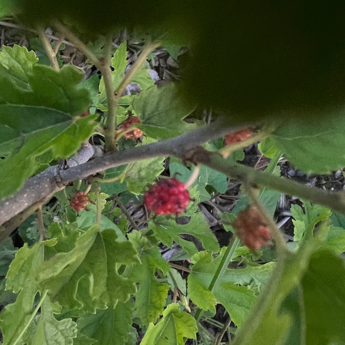 Baumpatenschaft | Maulbeerbaum |