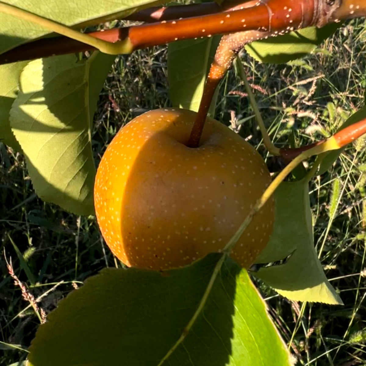 Baumpatenschaft | Birnbaum | Nashi