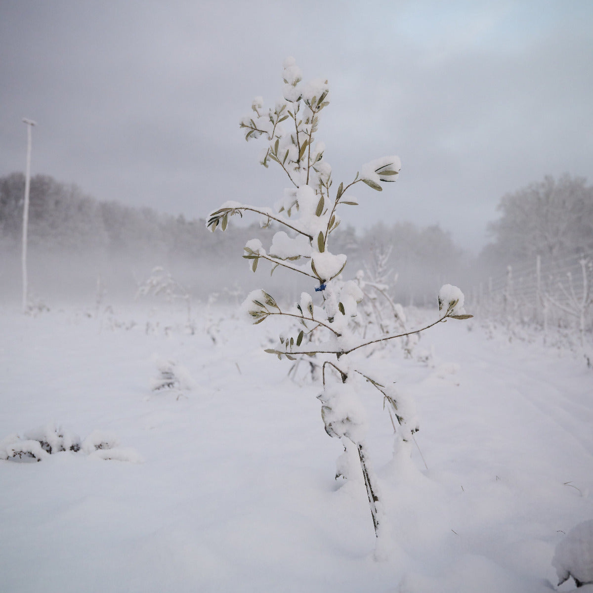 Baumpatenschaft | Olivenbaum | Leccino