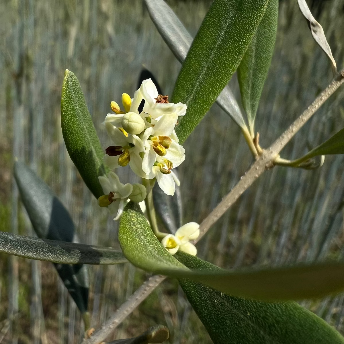 Baumpatenschaft | Olivenbaum | Leccino