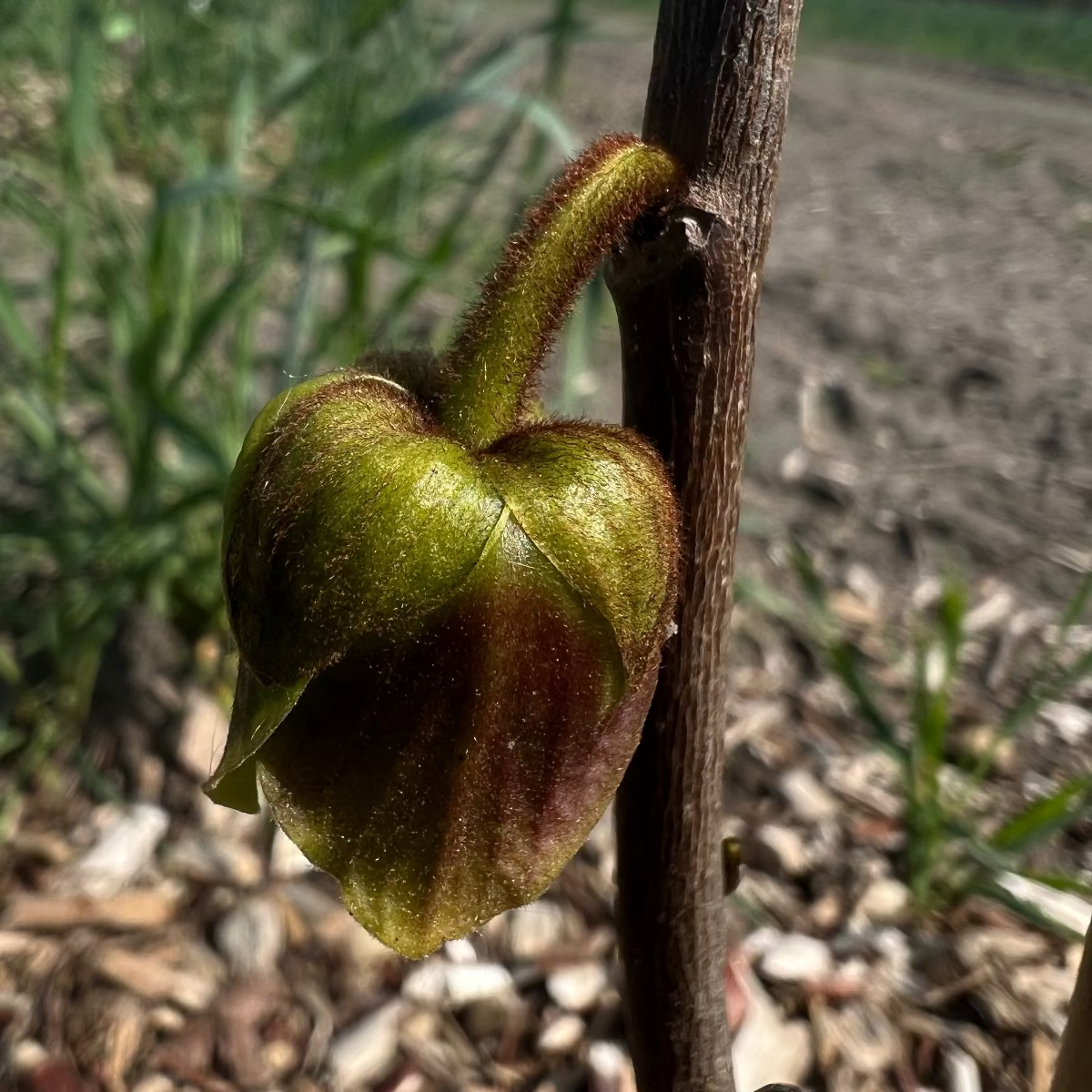 Baumpatenschaft | Paw-Paw Baum | Asimina triloba